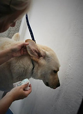 lancaster dog groomer ear cleaning dogs ears