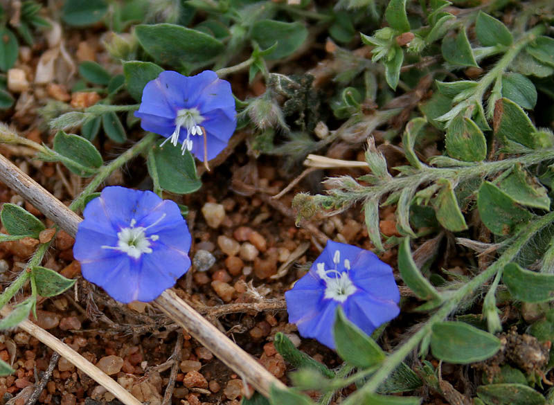 Slender dwarf morning glory