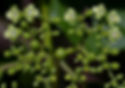 Premna Herbacea (Minz-Familie)