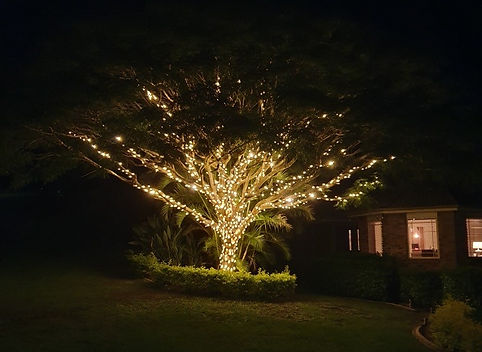 Mudgeeraba Tree