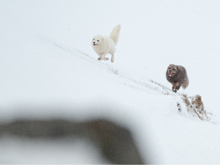 The Arctic Fox in Iceland
