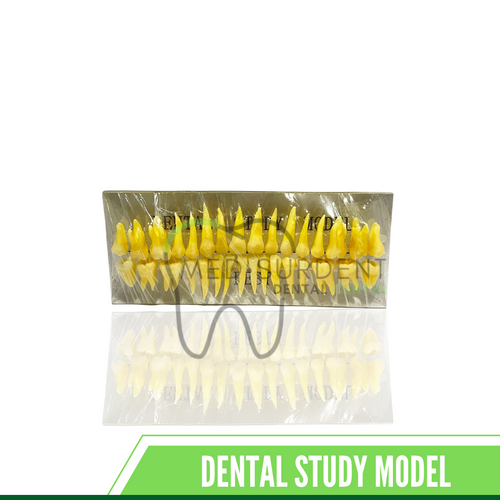 Anatomical Study Model Medsurdent Dental