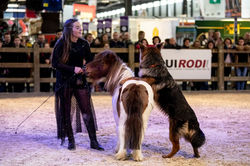salon du cheval