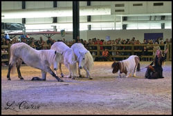 poneys show