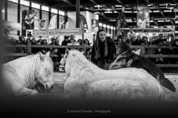 entrainement poneys