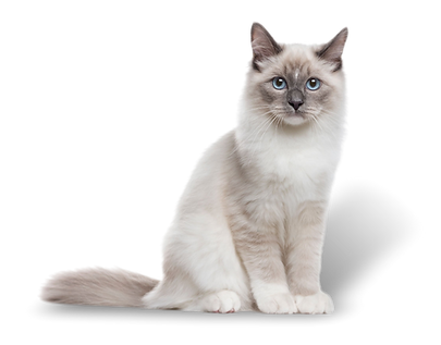 GATO.png