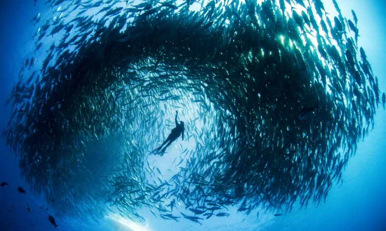 Our Shared Ocean Programme content media