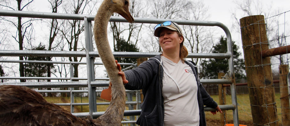 For Kentuckians allergic to beef, a new ostrich farm is ‘rethinking’ red meat