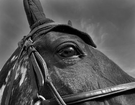 Eye_On_The_Prize_BW (1)