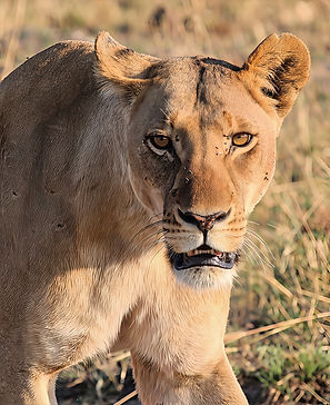 lion2547B1B2-CE72-4C3B-A6C2-D1F2D5559AD5-focus-lighting.jpeg