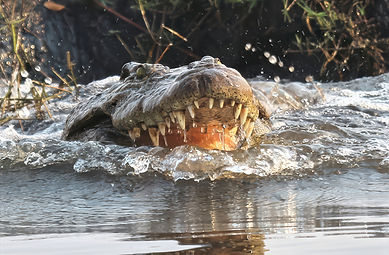 croccrocCroc - Zambezi-high fidelity v2-6x-denoise-lighting-sharpen.jpeg