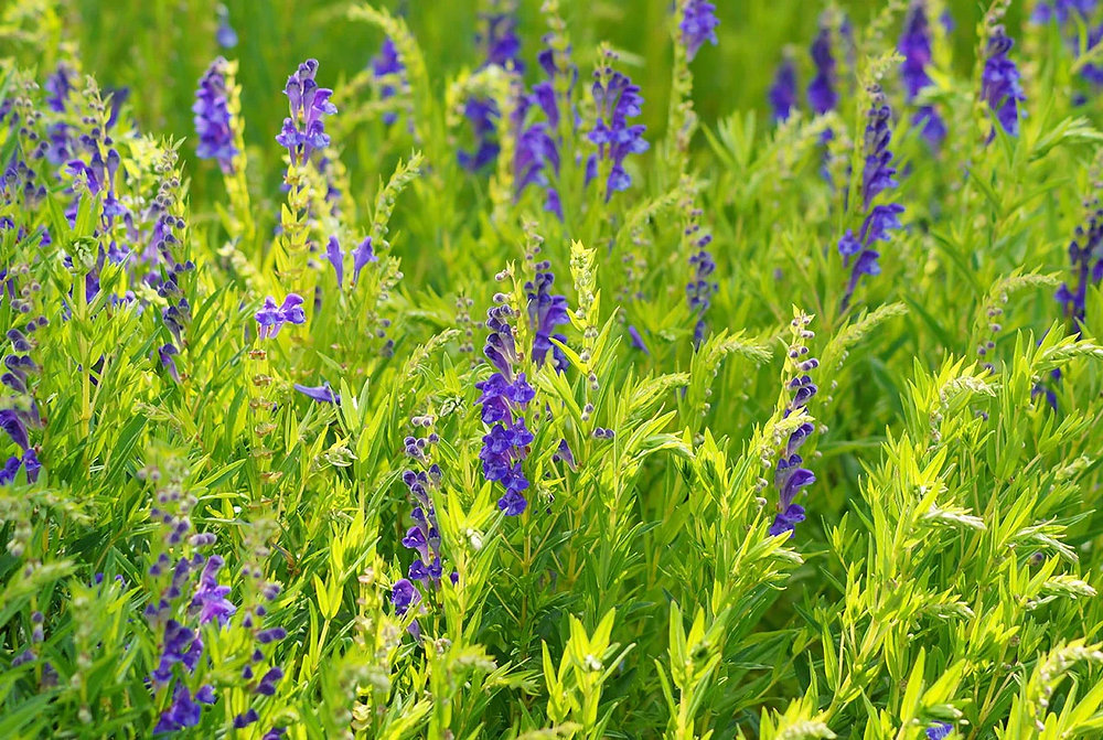 Flower Using Sleep Powder Science Validates Traditional Herb for Sleep