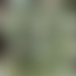 Artichoke Extract Helps Non-Alcoholic Fatty Liver Disease