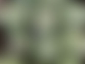 Artichoke Extract Helps Non-Alcoholic Fatty Liver Disease