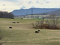 IMG_8904.jpeg