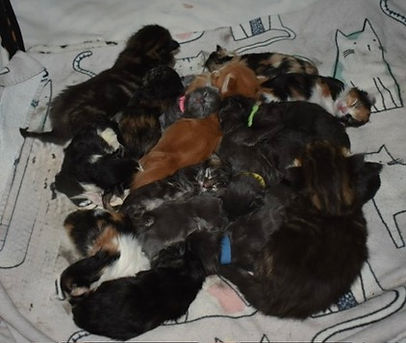 a pile of 17 Maine Coon kittens sleeping on a blanket