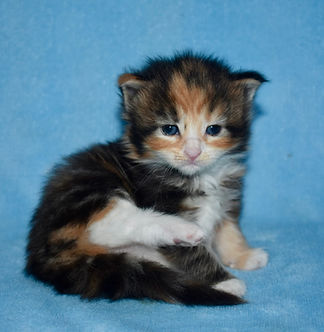 torbie and white Maine Coon girl sitting sideways with her back leg up. She is looking at the camera