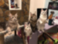 4 Maine Coon cats on a table