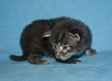 Blue tabby Maine Coon kitten standing sideview and looking left
