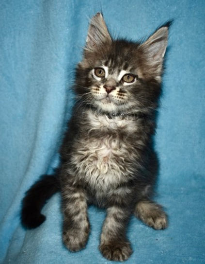 Blue tabby Maine Coon kitten facing the camera, holding right front paw up.