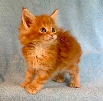 red tabby Maine Coon kitten standing and looking over to the right