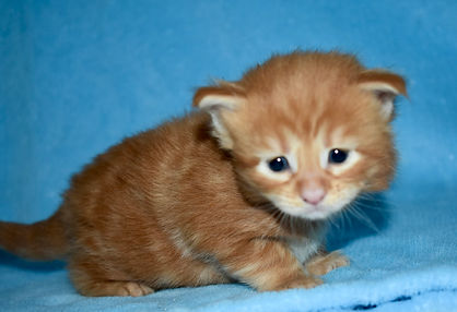 Red tabby Maine Coon girl facing camera
