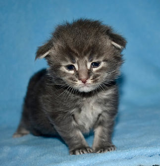 Blue tabby Maine Coon kitten standing facing forward