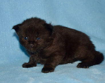 black Maine Coon boy sitting facing left and looking at the camera