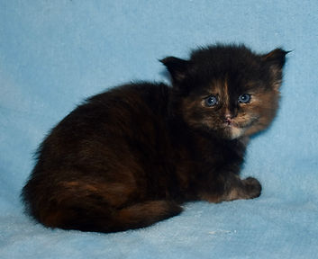 black tortie Maine Coon kitten with a red stripe up her nose sitting looking straigh ahead