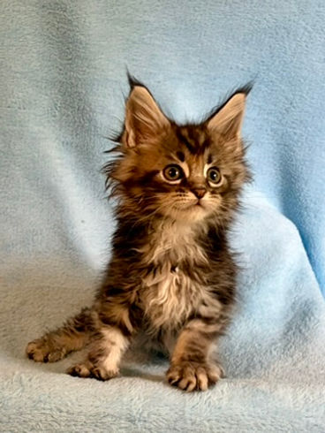 silver tabby Maine Coon kittens sitting facing forward looking at the camera