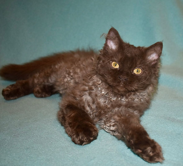 Chocolate color Selkirk Rex kitten laying on his side with front legs out and looking into the camera