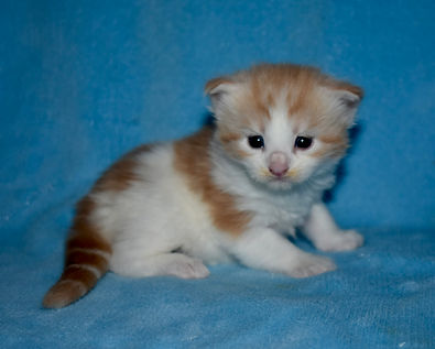 camei tabby with white Maine Coon kitten sitting looking straight ahead