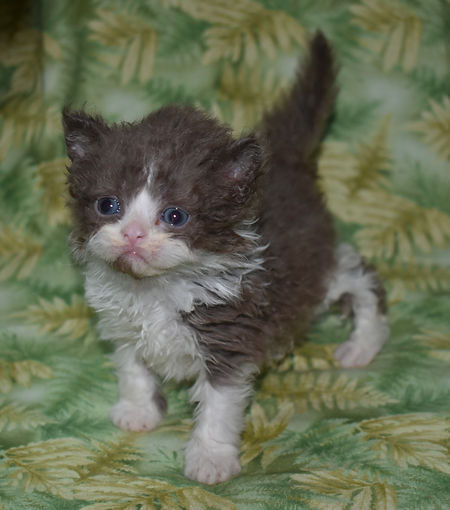 Chocolate and white Selkirk rex kitten standing facing the camera. her expresion is bright and happy