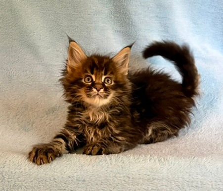 Brown tabby Maine Coon kitten laying with head up, front paw out and tail curled high