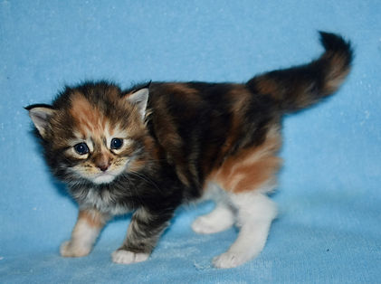brown torbie with white girl sdtanding sideways and looking at the camera