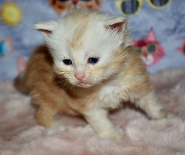 cameo tabby Maine Coon kitten on a fluffy pink blanket looking into the camera