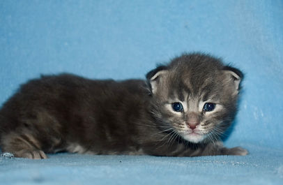 Blue tabby Maine Coon boy laying down looking forward