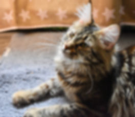 DSC_0122.jpeg