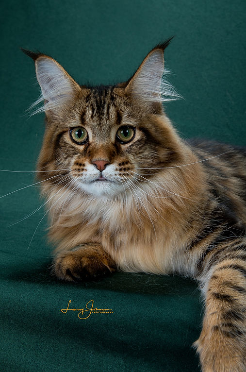 head shot of a brown tabby Maine Coon cat looking into the camera