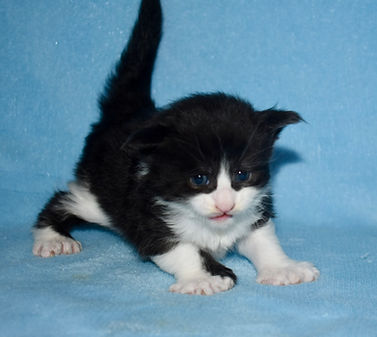 black & white Maine Coon polydactyl kitten facing camera meowing. Tail is straight up.