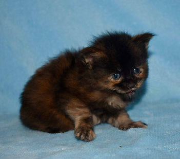black tortie Maine Coon kitten sitting facing the camera.