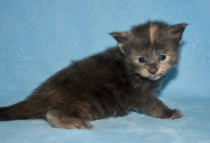 blue tortie Maine Coon kitten sitting sideview and looking into the camera