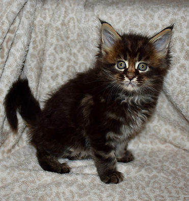 brown tabby Maine Coon kitten sitting aideview and looking at the camera