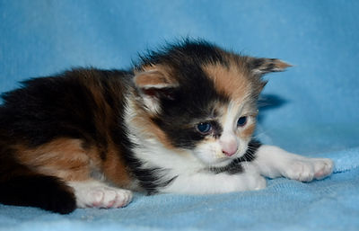 tortie with white polydactyl Maine Coon kitten laying sideview looking at her toes