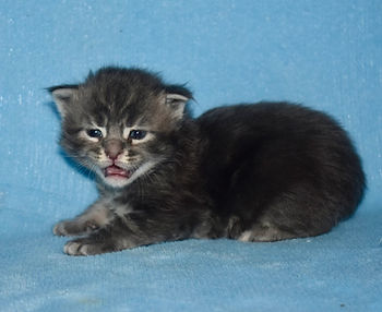 Blue tabby Maine Coon kitten laying down, looking at the camera and mewing
