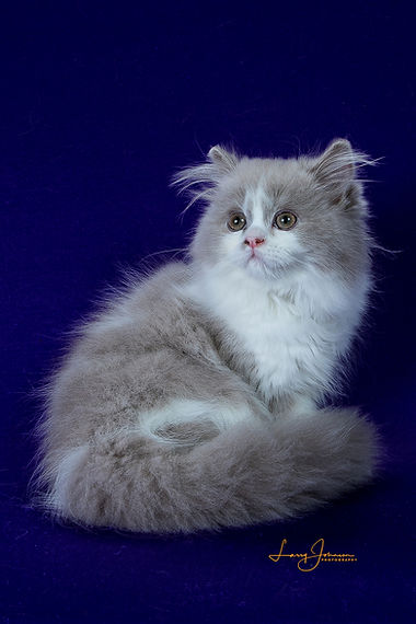 Lilac and white straight coat Selkirk Rex sitting up and looking over the shoulder