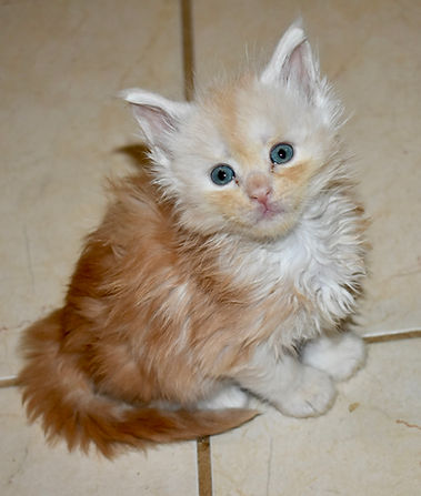 Cameo color Maine Coon kitten sitting looking up at the camera