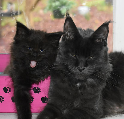two Maine Coon cats sitting together in the window