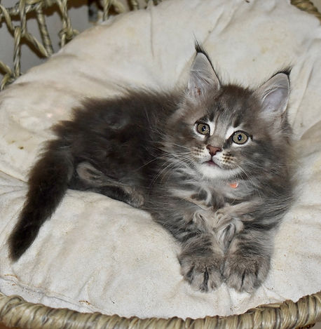 Blue tabby Maine Coon kitten sitting in a chair looking at the camera