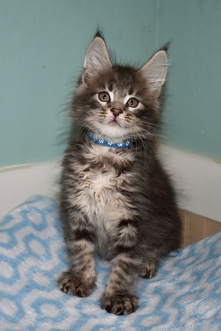 Blue tabby Maine Coon kitten sitting facing forward looking into the camera